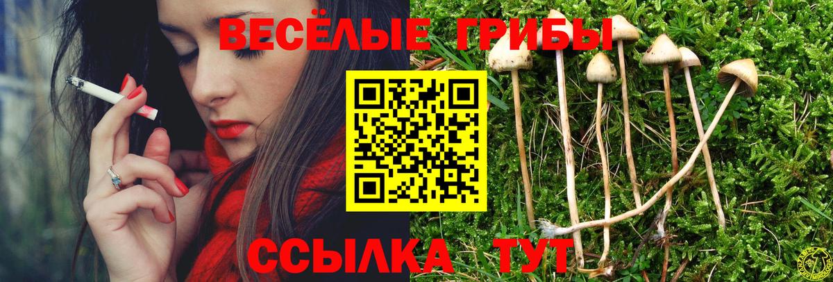 Галлюциногенные грибы Psilocybe Новомосковск